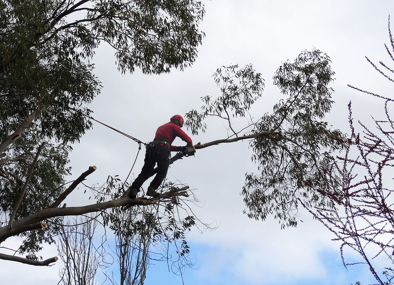 Allègement d'un arbre à Mûrs Erigné