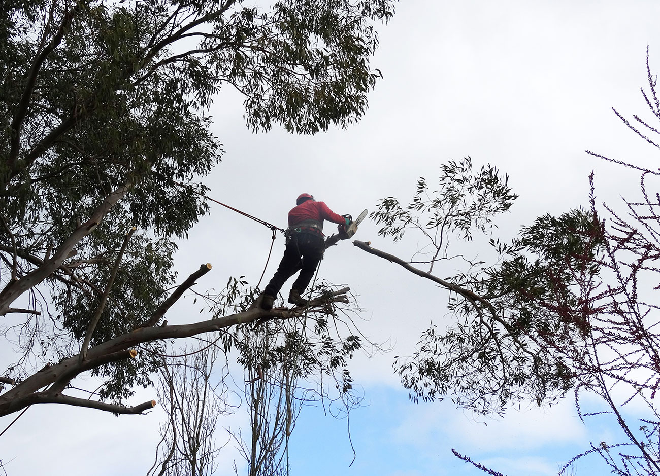 Allègement d'un arbre 49