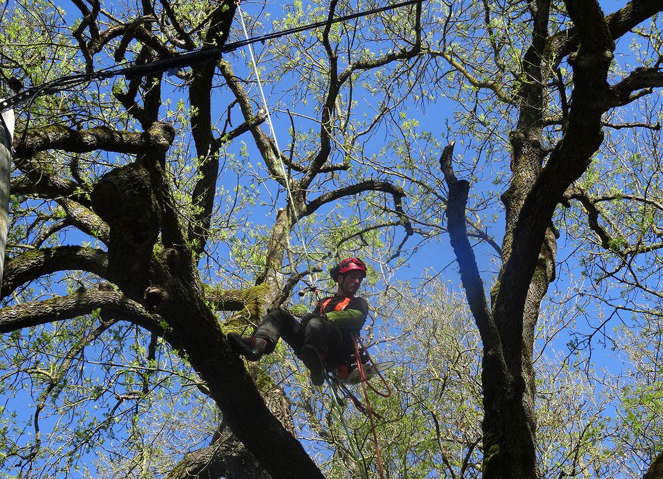 Nettoyage en bois mort à St Lambert du Lattay
