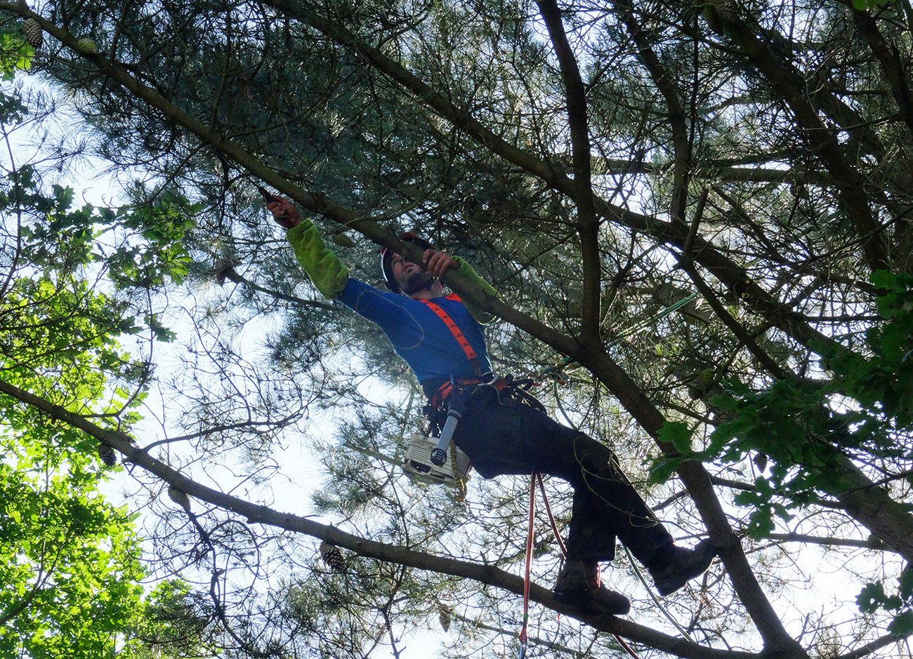 Nettoyage d'un pin à Montreuil Juigné