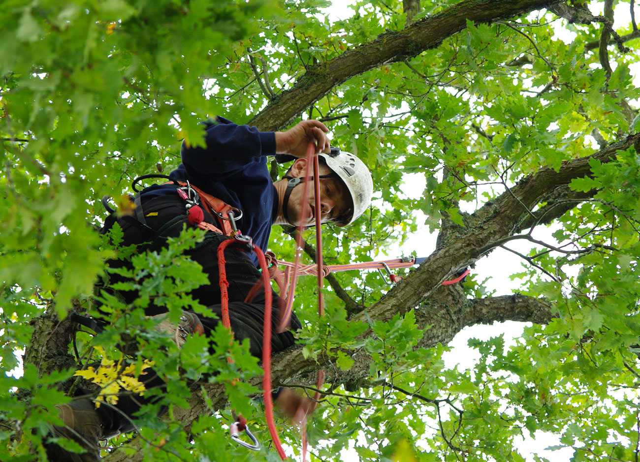 Ascension dans un chêne à St Georges sur Loire