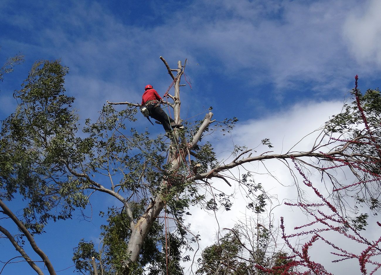 démontage d'un eucalyptus à la Possonnière (49)