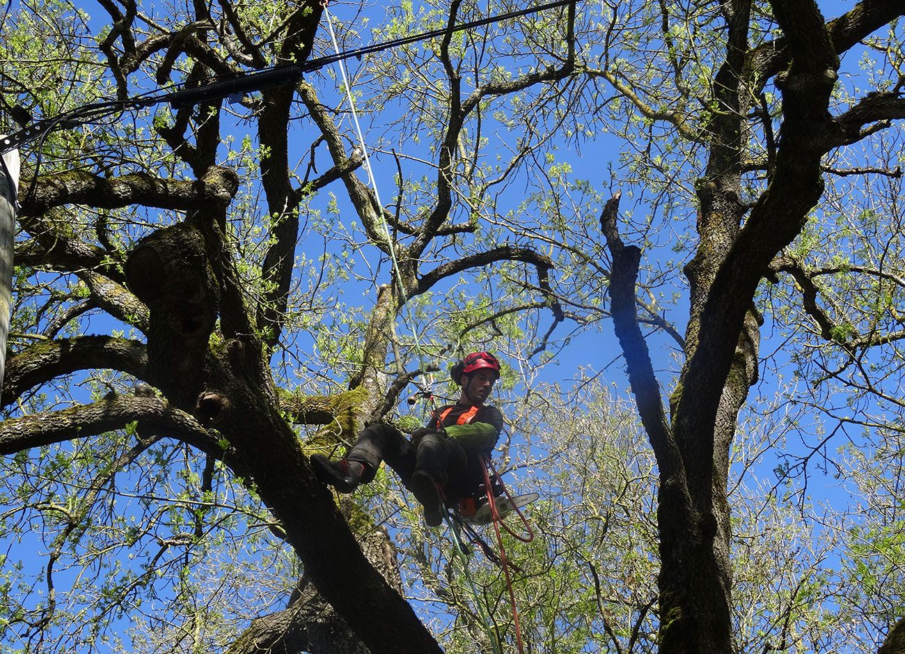 nettoyage en bois mort d'un vieux frêne à Beaulieu sur Layon